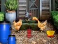 Spiel Geflügelfarm Ostern Flucht  Online