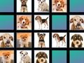 Spiel Tierisches Gedächtnis  Online