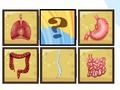 Spiel Menschlicher Organscanner  Online