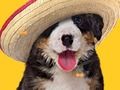 Spiel Lustiger Hund: Versteckte Knochen  Online