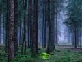 Spiel Mystischer Sonnenuntergang im Wald  Online