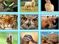 Spiel ZB Bild quiz Online