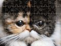 Spiel Exotische Katzen Puzzle  Online
