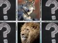 Spiel Memory Match Dschungeltiere  Online