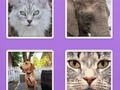 Spiel Picture Slider Tiere  Online