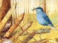 Spiel Vögel: Kunsträtsel  Online