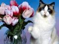 Spiel Lustiges Katzen-Puzzle  Online