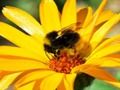 Spiel Foto-Quiz  Online
