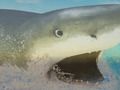 Spiel La Shark Online
