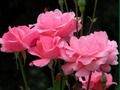 Spiel Rosa Rosen  Online