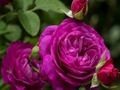 Spiel Lila Rosen  Online