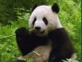 Spiel Pandas Puzzle Online