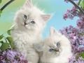 Spiel Lustige Katze  Online