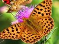 Spiel Schmetterlingsrutsche  Online