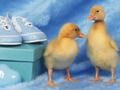 Spiel Liebenswertes Puzzle der kleinen Kreaturen  Online