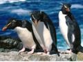 Spiel Pinguine rutschen  Online