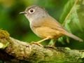 Spiel Vogelrutsche  Online