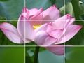 Spiel Lotusblumen  Online
