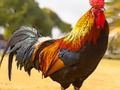 Spiel Hausvogel-Puzzle  Online