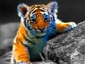 Spiel Wilde Tierbabysäge  Online