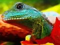Spiel Chinesisches Wasserdrachen-Puzzle  Online