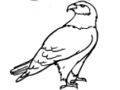 Spiel Adler Malbuch  Online
