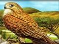 Spiel Greifvogel-Puzzle  Online