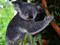 Spiel Netter Baby-Koalabär  Online