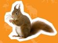 Spiel Tierhaus  Online
