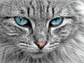 Spiel Katzenauge Puzzle  Online