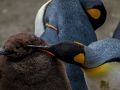Spiel Kaiserpinguin-Puzzle  Online