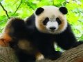 Spiel Netter Baby Panda  Online