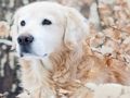 Spiel Winter Haustiere Puzzle  Online