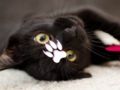 Spiel Nettes Katzenpuzzle  Online