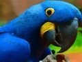 Spiel Papageienvogel-Puzzle  Online