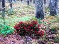 Spiel Bernati Wald Abenteuer  Online