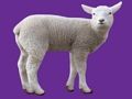 Spiel Tierbaby  Online
