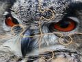 Spiel Wilde Eule Puzzle  Online