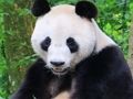 Spiel Tierpuzzle  Online