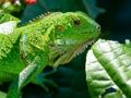 Spiel Wilder Leguan  Online