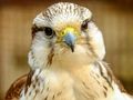 Spiel Gerfalke Puzzle  Online