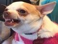 Spiel Welcher Meme-Hund bist du?  Online