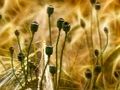 Spiel Mohn-Puzzle  Online