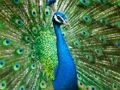 Spiel Pfau Puzzle  Online