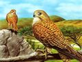 Spiel Greifvogelrutsche  Online