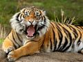 Spiel Tiere Puzzle Tiger  Online