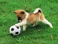 Spiel Verspieltes Welpen-Outdoor-Puzzle  Online