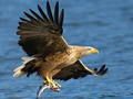 Spiel Fliegende Vögel rutschen  Online