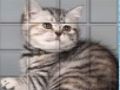 Spiel PicPu-Katze  Online