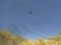 Spiel Tukan-Shooter  Online